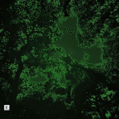 FOREST GREEN - Single