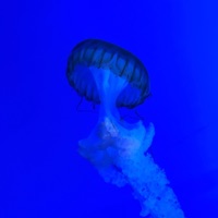 MIDNIGHT - Single - Whisker