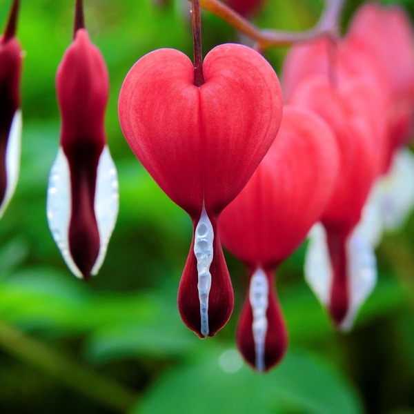 Bleeding Hearts