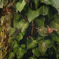 Fake Love - Single - Kanashi & screwyounick