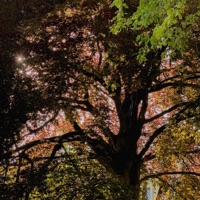 Connection - Single - Sebastian Jautschus