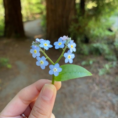 Adhar manobi - dak diyachen doyal amare