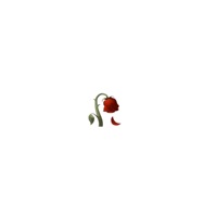 is it getting old. - Single - Caoirne