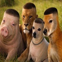 Jump Out The Maybach (feat. Zaycamm, Trentin & Nezlo) - Single - SF Frank