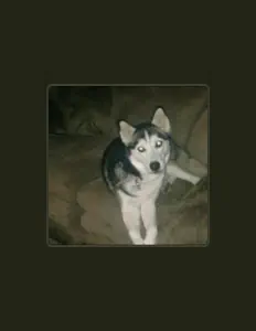 Ascolta Novoline, guarda video musicali, leggi la biografia, vedi le date del tour & altro!