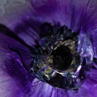 COURTOISYD06 - Samoh & Cynthia Spiering