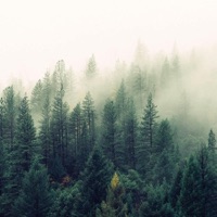 Pineland - Single - John Daydream