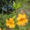.EmA - Monkeyflower lyrics