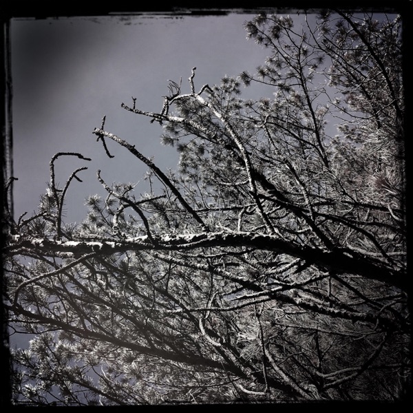 Streams of Consciousness 243006