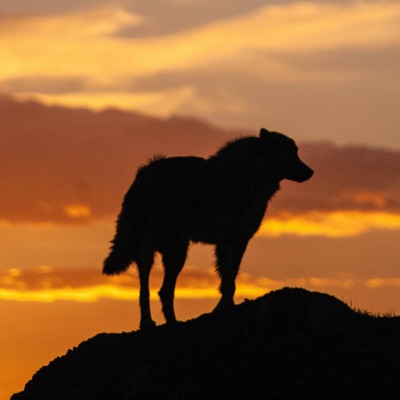 Lonesome Rider - Single