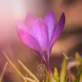 Awakening