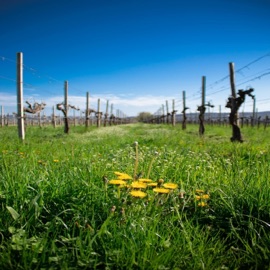 Toxic Forest (feat. DJ Fle) DJ Quiet Sky