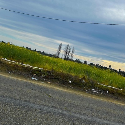 Some Flowers - Single