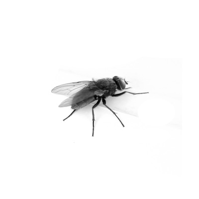 fly in the milk - Single
