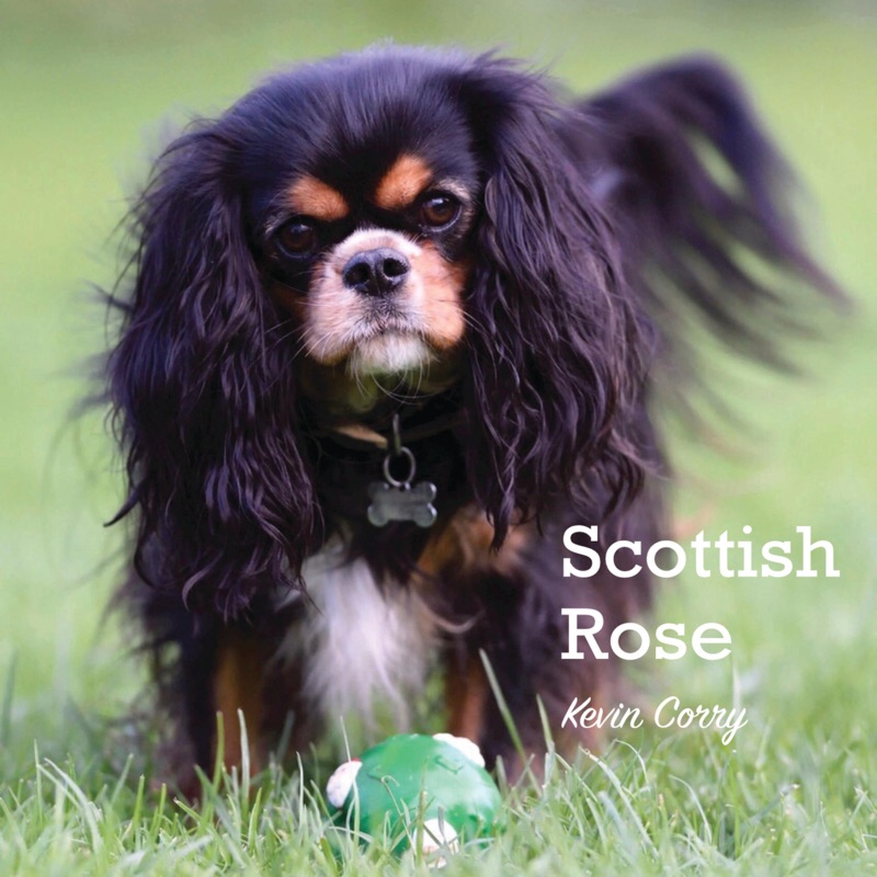 Scottish Rose