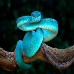 Viper vol. 30 - EP