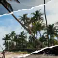 Brasileira