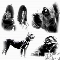 CANE CORSO (feat. zayok) - Single - sydney runner