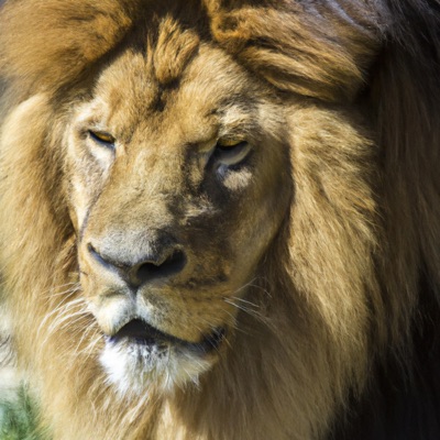 HEART OF A LION (SINGLE) - Single