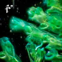 REFLORUIT  Gr. In Deo Speravit (feat. Alejandro Narés & Marc Vilajuana) - Single - Gregotechno