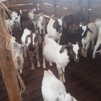 HALAL AT 1AM (feat. Tone, Von, Shane, Mat & Jada) - Single - jesusmagazines