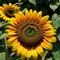 Sunflower artwork