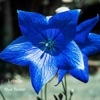 Richard Wagner Richard Wagner (Flash Cut) Blue flower