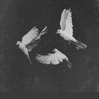 FREEDOM - Single - Rob Fischer