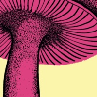 Mushroom (Fantoche International Animation Film Festival 2024) - Single - Natalia Wohler