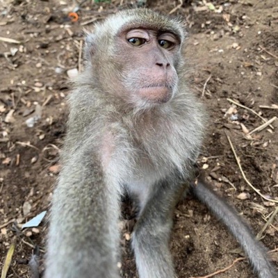 Mega Relíquia 001 - Single