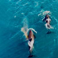 Света и Рая - Single - Иво