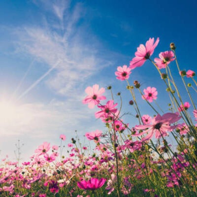 Flowers (feat. Jonas3095) - Single