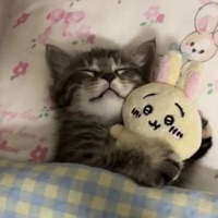 pretty girls are on the internet - Single - scrappydoll