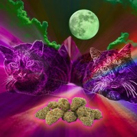 Stray Cats (feat. Casual Commander) - Single - Chris Karns