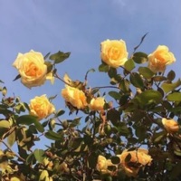 Sunrise (feat. Chester Watson) - Single - Cisneros