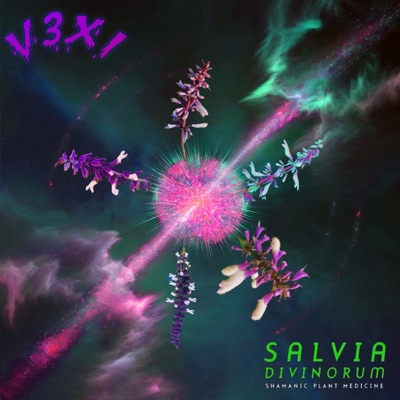 SALVIA DIVINORUM - Single