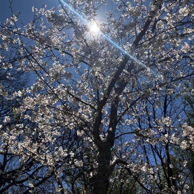 Birthday Freestyle - Single