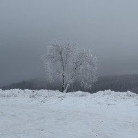 lost in the forest - Single - seishin