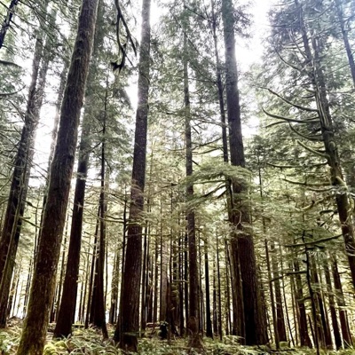 Asherah Poles - Single