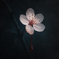Sakura - Single - Lepers
