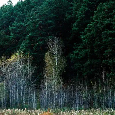 Posłuchaj utworu Taiga wykonywanego przez Accasari.