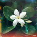 Sampaguita