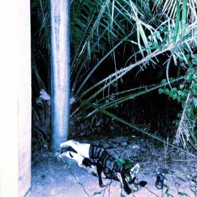 tears ripoff - Single