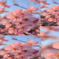 blossomcuts - Single - Jaheesh