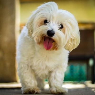 Köpeklerim - Single