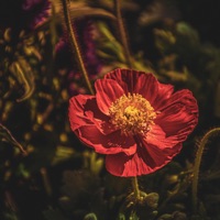 What if? - Single - chakezz