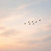 Birds of Spring