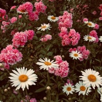 R & D - Single - Bling Dinero