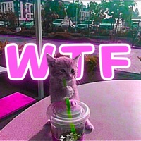 WTF - Single - stainomh