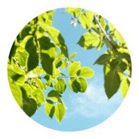 summit - Single - MF Eistee